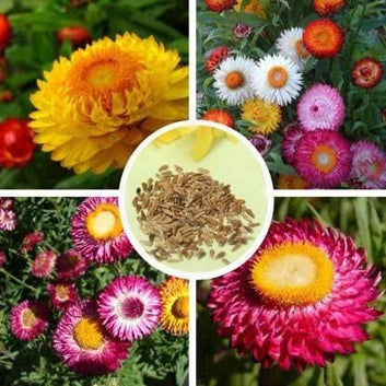 Acroclinium Mix Flower Seeds(40 Seeds Approx.) With Free Plant Growth Booster And Supplement (Pack of 1)